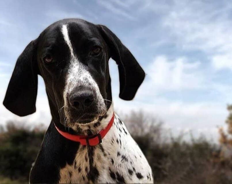 perro braco de auvernia